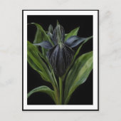 Pflanze auf Schwarz, Postkarte (Vorderseite)
