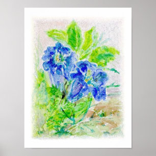 Pflanze blau Blüten Illustration Poster