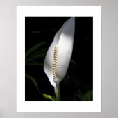 Pflanze Bloral Poster (Vorne)