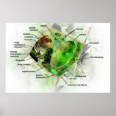 Pflanze Cell Poster (Vorne)