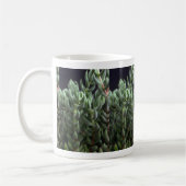 Pflanze Delosperma Kaffeetasse (Links)