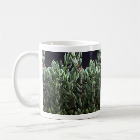 Pflanze Delosperma Kaffeetasse (Links)