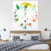 Pflanze der Flora Angiosperm Lebenszyklusdiagramm Leinwanddruck (Insitu (Schlafzimmer))