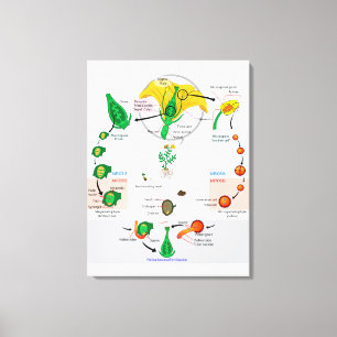 Pflanze der Flora Angiosperm Lebenszyklusdiagramm Leinwanddruck