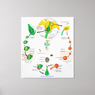 Pflanze der Flora Angiosperm Lebenszyklusdiagramm Leinwanddruck