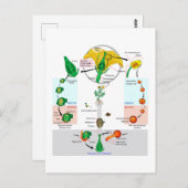 Pflanze der Flora Angiosperm Lebenszyklusdiagramm Postkarte (Vorne/Hinten)