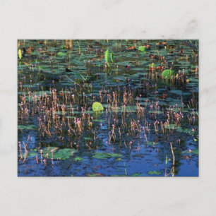 Pflanze des Feuchtgebiets in Okefenokee National W Postkarte