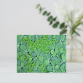 Pflanze des Wassers Postkarte (Stehend Vorderseite)