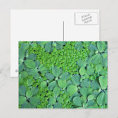 Pflanze des Wassers Postkarte (Vorne/Hinten)
