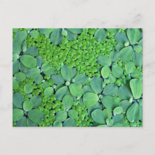 Pflanze des Wassers Postkarte