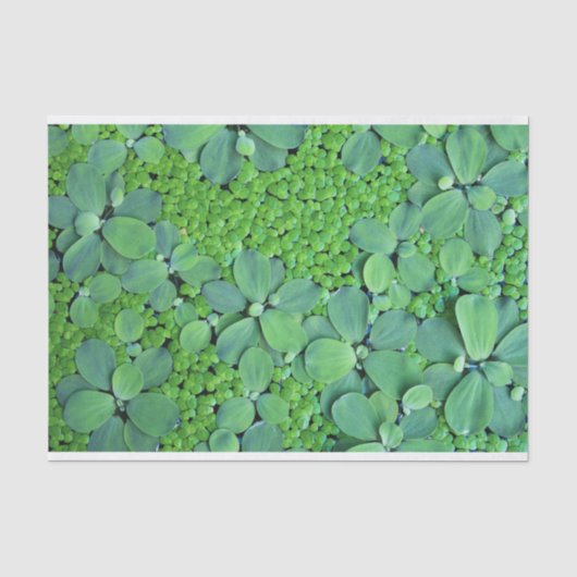 Pflanze des Wassers Seidenpapier (Vorderseite)