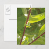 Pflanze Details Postkarte (Vorne/Hinten)