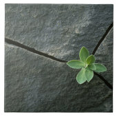 Pflanze, die in gebrochenem Boulder wächst Fliese (Vorderseite)