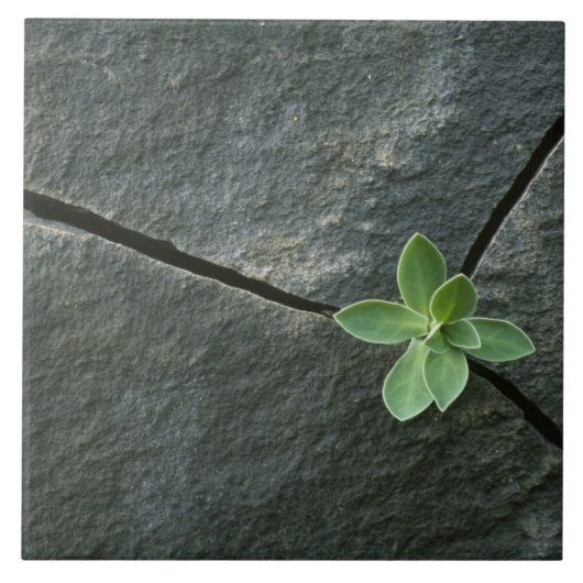 Pflanze, die in gebrochenem Boulder wächst Fliese (Vorderseite)