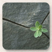 Pflanze, die in gebrochenem Boulder wächst Getränkeuntersetzer (Vorderseite)