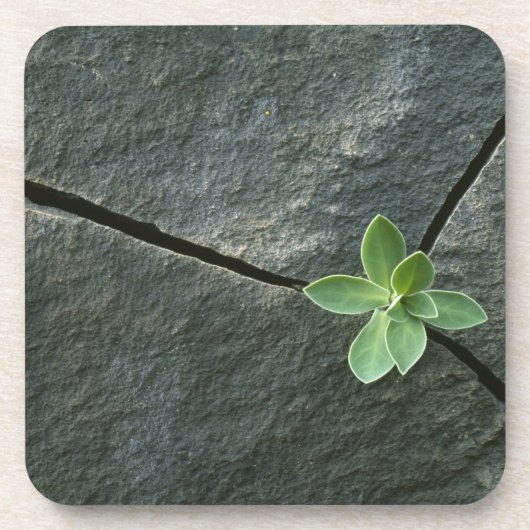 Pflanze, die in gebrochenem Boulder wächst Getränkeuntersetzer (Vorderseite)