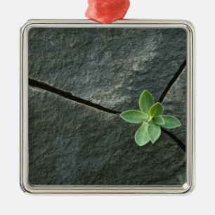 Pflanze, die in gebrochenem Boulder wächst Ornament Aus Metall