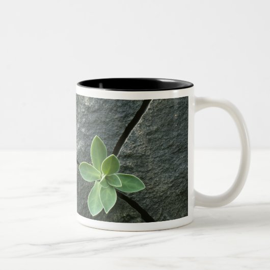 Pflanze, die in gebrochenem Boulder wächst Zweifarbige Tasse (Rechts)