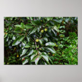 Pflanze Foto Poster (Vorne)