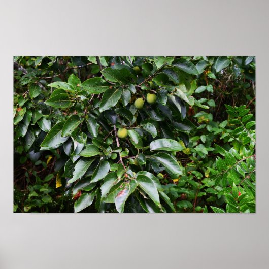 Pflanze Foto Poster (Vorne)