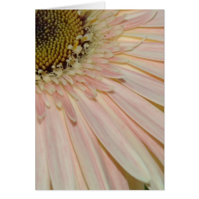 Pflanze für die Blume der Heilung (Vorne)