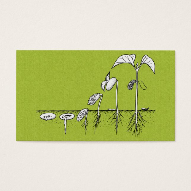 Pflanze Germination Illustration (Vorderseite)