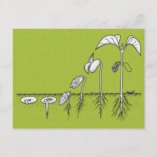 Pflanze Germination Illustration Postkarte