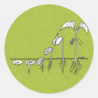 Pflanze Germination Illustration