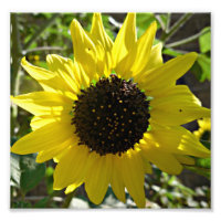 Pflanze Helianthus annuus
