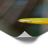 Pflanze Heliconia, Iquitos, Maynas, Peru Poster (Ecke)