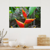 Pflanze Heliconia, Iquitos, Maynas, Peru Poster (Küche)