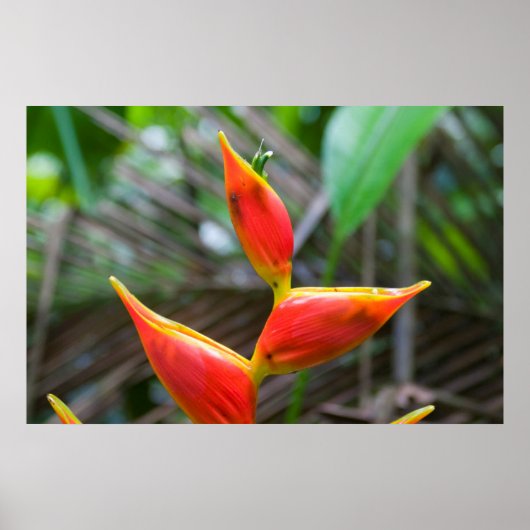 Pflanze Heliconia, Iquitos, Maynas, Peru Poster (Vorne)