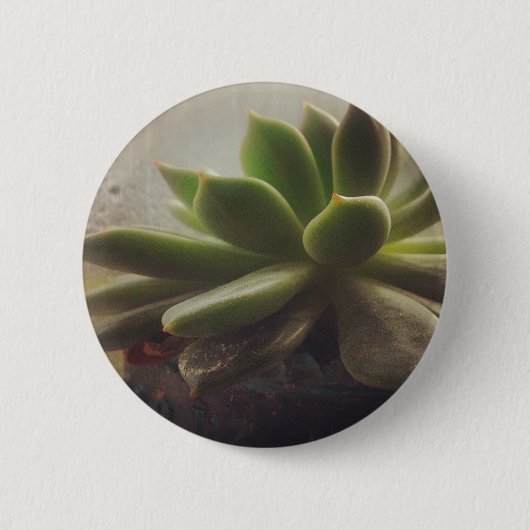 Pflanze Hen und Chicks Button (Vorderseite)