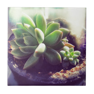 Pflanze Hen und Chicks Fliese