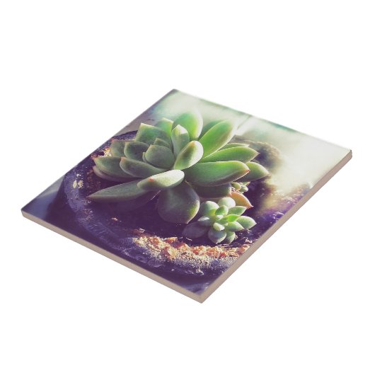 Pflanze Hen und Chicks Fliese (Seite)