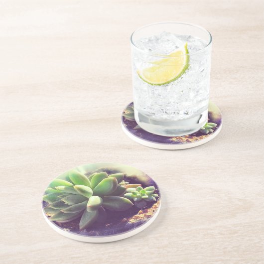 Pflanze Hen und Chicks Sandstein Untersetzer (Seite)