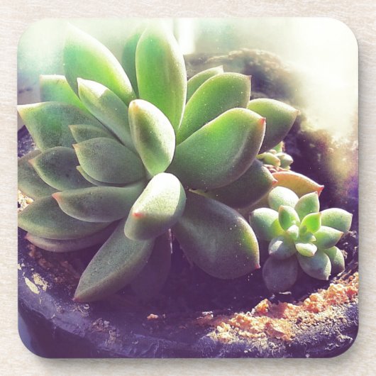 Pflanze Hen und Chicks Untersetzer (Vorderseite)