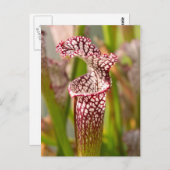 Pflanze - Hübsch als Pitcher-Pflanze Postkarte (Vorne/Hinten)