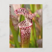 Pflanze - Hübsch als Pitcher-Pflanze Postkarte (Vorderseite)