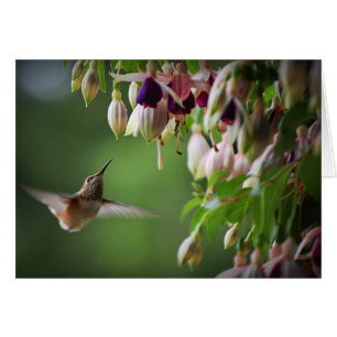 Pflanze Hummingbird und Fushia