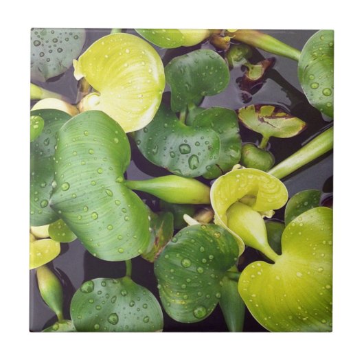 Pflanze im Lebensmittelladen Fliese (Vorderseite)