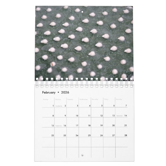 Pflanze Kalender des botanischen Fotos (Feb 2026)