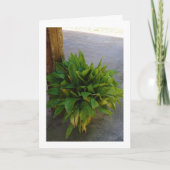 Pflanze Karte (Vorderseite)