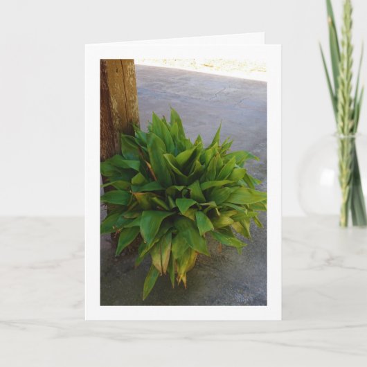 Pflanze Karte (Vorderseite)