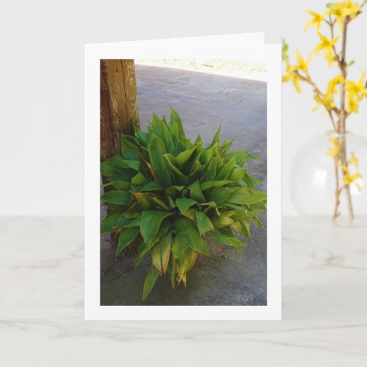 Pflanze Karte (Gelbe Blume)