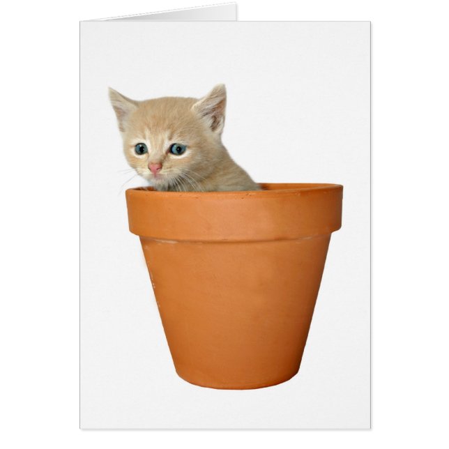 Pflanze Liebe (Vorne)