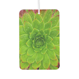 Pflanze Lover Aeonium Magic Autolufterfrischer