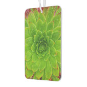 Pflanze Lover Aeonium Magic Autolufterfrischer (Links)