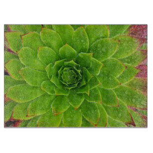 Pflanze Lover Aeonium Magic Schneidebrett