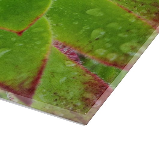 Pflanze Lover Aeonium Magic Schneidebrett (Ecke)